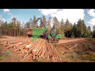 Virtuell film om att arbeta med skogsbruk