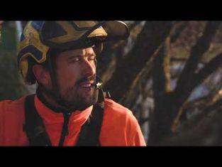 Trädvårdare och arborist