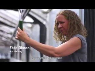 Ebba är algbonde